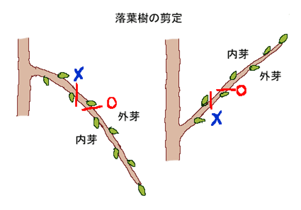 剪定　枝を刈り込む