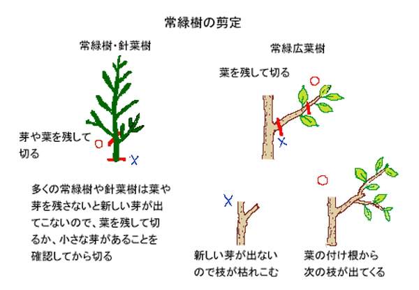 剪定　強めに切り取る