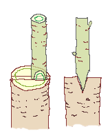 接ぎ木　割り接ぎ