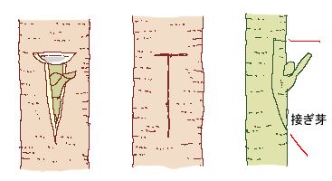 接ぎ木　T字芽接ぎ