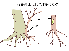 接ぎ木　根接ぎ