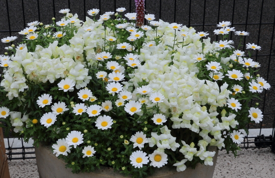 マーガレット ハーブ種苗 一重咲きの白色か黄色以外の花色も イパネマおやじ イパネマおやじ ハーブとバラ 育てる楽しさは １株から心と風景が豊かになる夢の時間