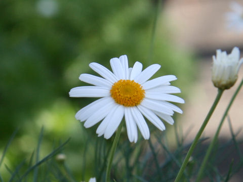 マーガレット ハーブ種苗 一重咲きの白色か黄色以外の花色も イパネマおやじ イパネマおやじ ハーブとバラ 育てる楽しさは１株から心と風景が豊かになる夢の時間