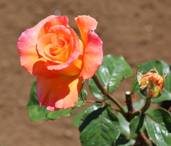 多くの花がつきすぎると花径が小さくなるので剪定します