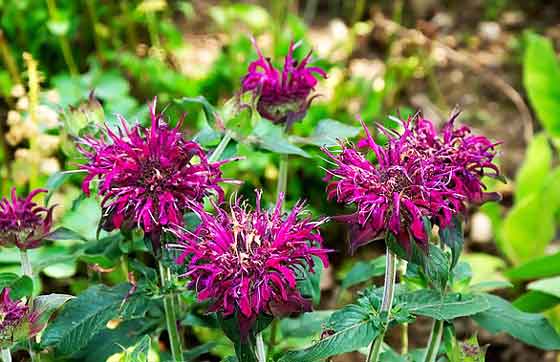 ベルガモット モナルダ ハーブ 初夏から秋にかけ輪散状の花を咲かせる薬草 イパネマおやじ イパネマおやじ ハーブとバラ 育てる楽しさは１株から心と風景が豊かになる夢の時間