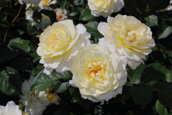 こちらの花はムーンスプライト本来の平均的な色合い