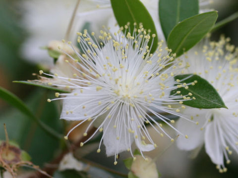 マートル ハーブ苗 夏に梅のような白色の花を咲かせる イパネマおやじ イパネマおやじ ハーブとバラ 育てる 楽しさは１株から心と風景が豊かになる夢の時間