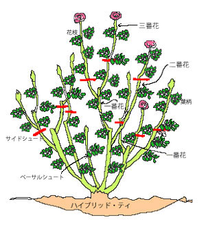 バラの園芸・作業　イラスト入りです