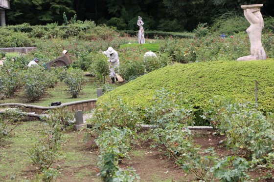 夏のバラ園　手入れ風景