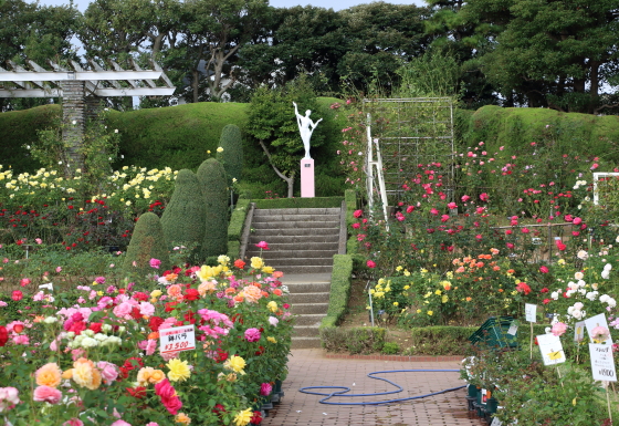 谷津バラ園の風景