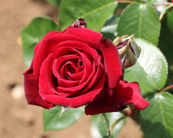 イングリッド バーグマンは緋赤色のバラ