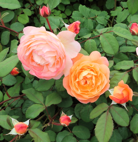 フルーツ香とティー系の芳香がある