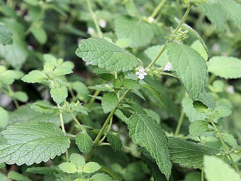 レモンバーム ハーブ 全草に淡いレモンに似た芳香がある イパネマおやじ イパネマおやじ ハーブとバラ 育てる楽しさは１株から心と風景が豊かになる夢の時間