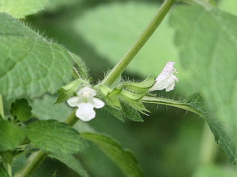 レモンバームはレモンの香りがする