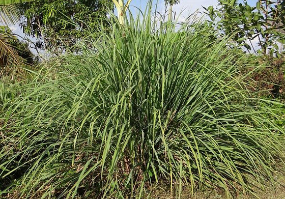 レモングラスは熱帯植物