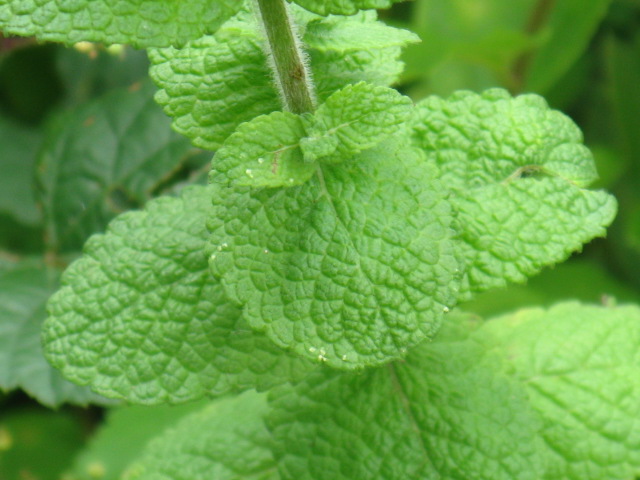 ミントは多年草です