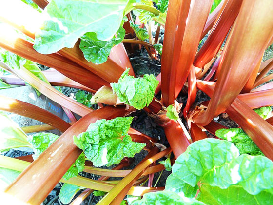 ルバーブは野菜です