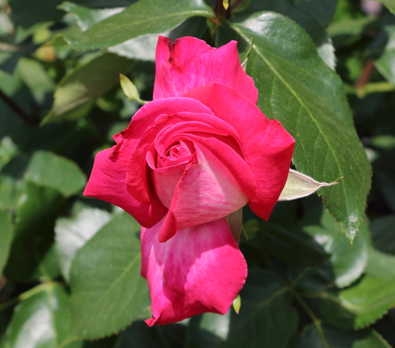 濃いローズ色の花弁に白い刷毛目模様が入る