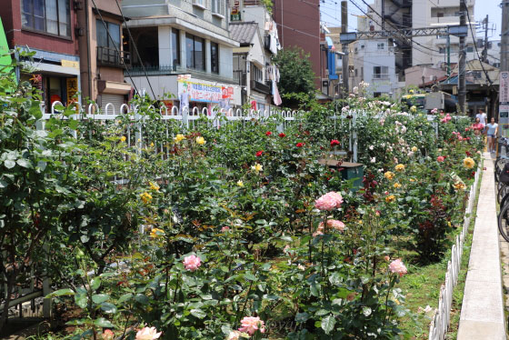 都電荒川線のバラ