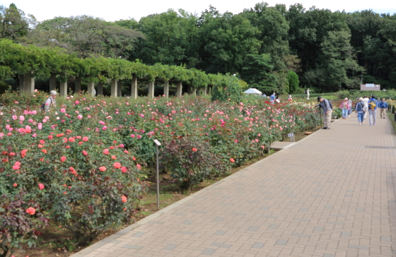 神代植物公園の秋バラの風景