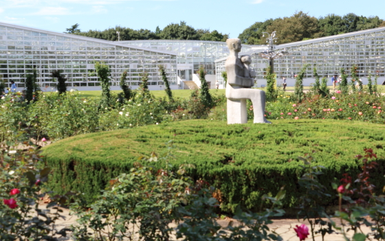 神代植物公園の秋バラは少し寂しいですね