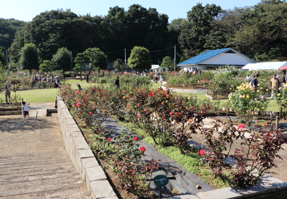 生田緑地ばら苑の秋バラが開花中