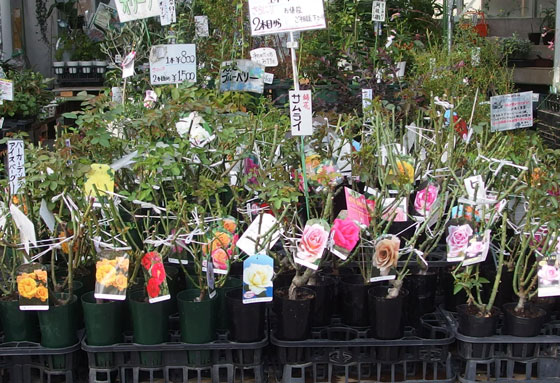 京成バラ園のバラ苗即売会