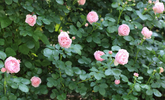 花枝は短く前年の枝に花を咲かせます