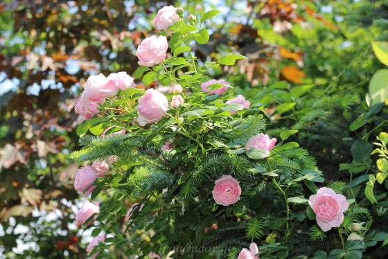 花弁は丈夫で雨などでも傷みにくいので長期間の開花を楽しめます