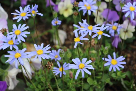 ブルーデージーは春の草花です