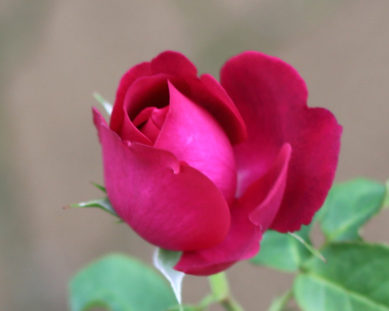 濃いローズ色の花弁は光沢がありますね