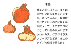 球根植物ー２ 球根の種類は５タイプある イパネマおやじ イパネマおやじ ハーブとバラ 育てる楽しさは１株から心と風景が豊かになる夢の時間