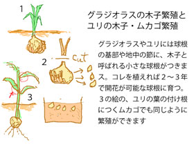 木子やムカゴの繁殖　イラスト図