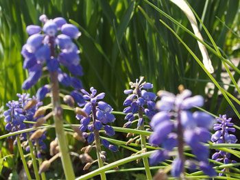 秋植え球根のムスカリ　春に咲く紫色の美しい花