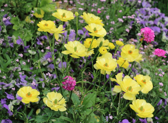 ラナンキュラスは球根植物です