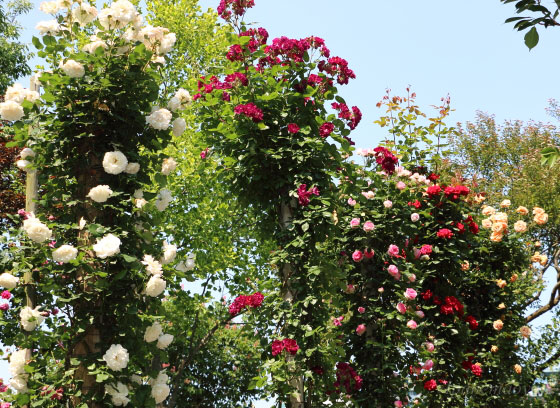 春のつるバラの開花風景です