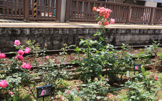 都電荒川線三ノ輪停留場のバラ