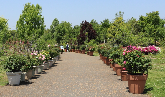 花菜ガーデンの風景　鉢植えのバラが栽培されている