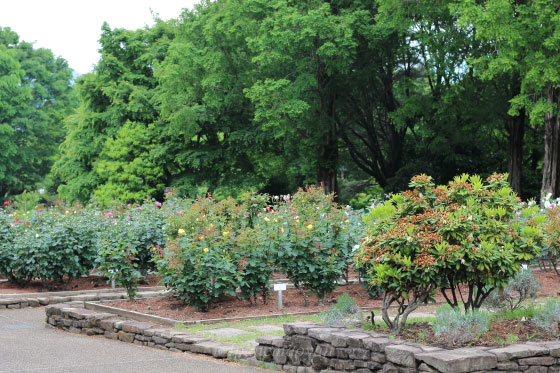 モーニングミストの咲く秋の相模原北公園・バラ園にて