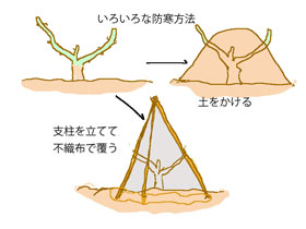 バラの防寒対策３つの方法