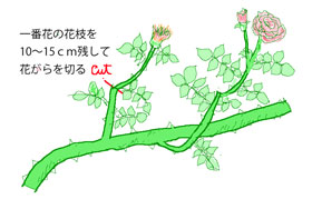 夏に行うつるバラの花がら切り手順