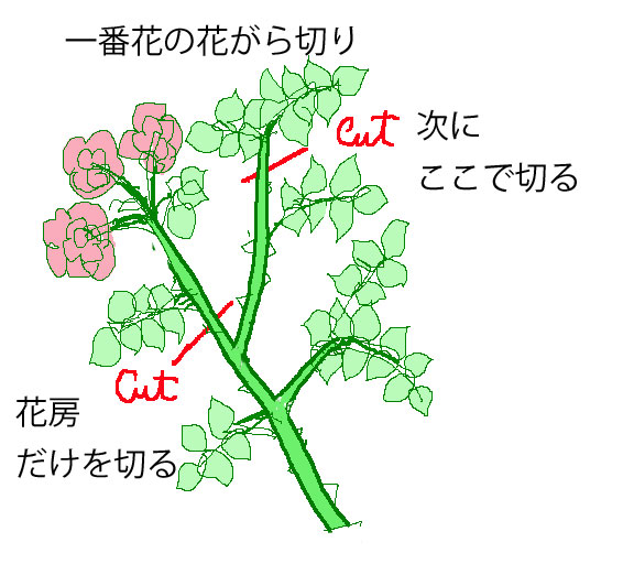 つるバラの一番花の花がら切り