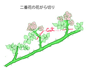 つるバラの花がら切り