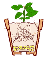 鉢植えガーデニング