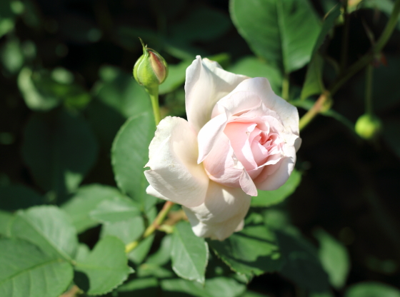 モニークダーヴは花もちはよいバラ