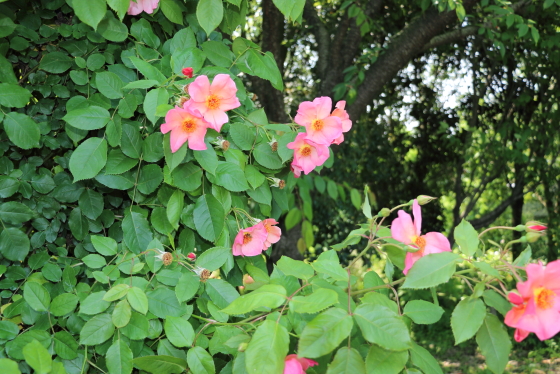 モーニングミストは一重咲きの花弁の弁芯のシベは大きく広がる