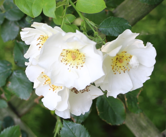 マウンテンスノーは数輪の房咲きになり花つきがよい