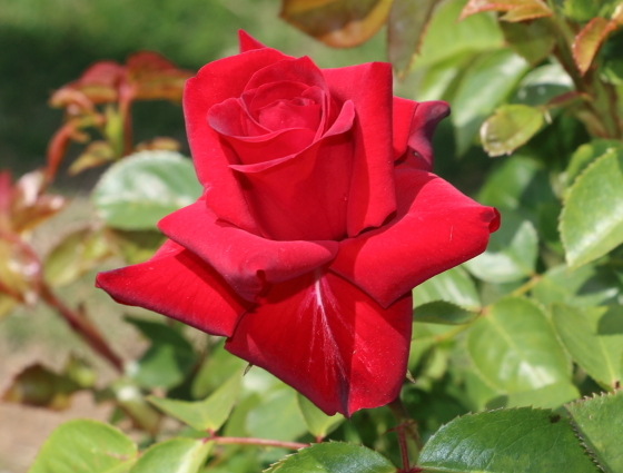 ニコロパガニーニは真紅色のバラ