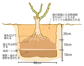 バラ苗の植えつけ時の深さや穴のサイズ