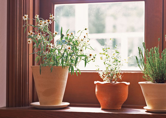 鉢植えで育てる